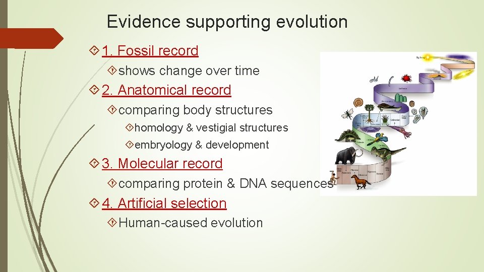 Evidence supporting evolution 1. Fossil record shows change over time 2. Anatomical record comparing