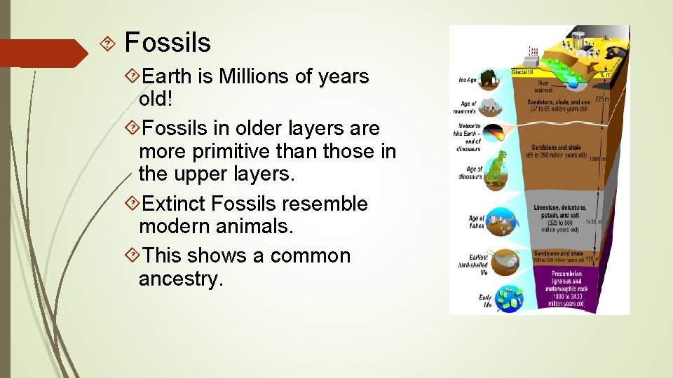  Fossils Earth is Millions of years old! Fossils in older layers are more