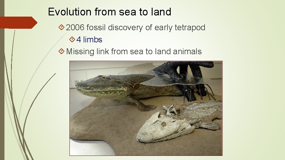 Evolution from sea to land 2006 fossil discovery of early tetrapod 4 limbs Missing