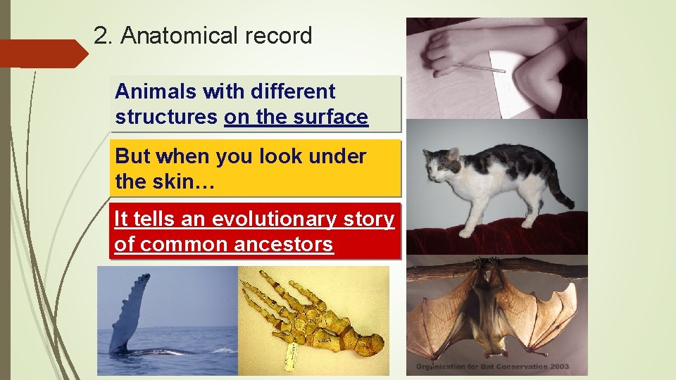 2. Anatomical record Animals with different structures on the surface But when you look