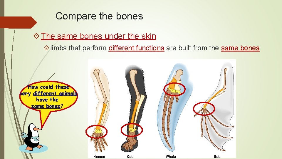 Compare the bones The same bones under the skin limbs that perform different functions