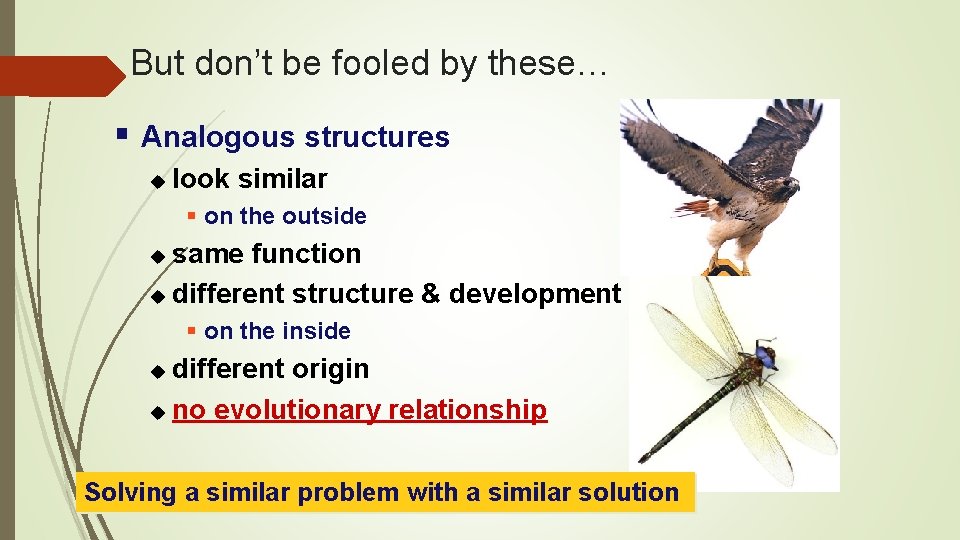 But don’t be fooled by these… § Analogous structures u look similar § on