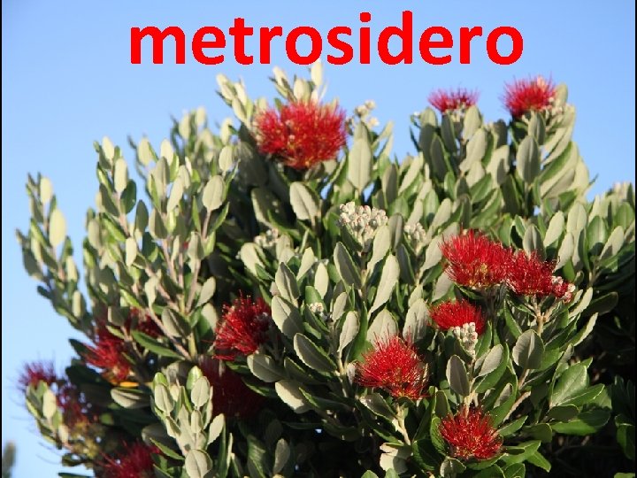 metrosidero 