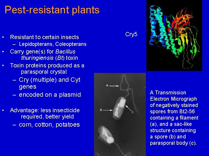 Pest-resistant plants • Resistant to certain insects Cry 5 – Lepidopterans, Coleopterans • Carry
