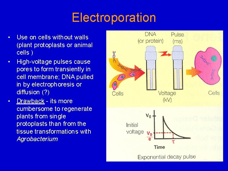 Electroporation • Use on cells without walls (plant protoplasts or animal cells ) •