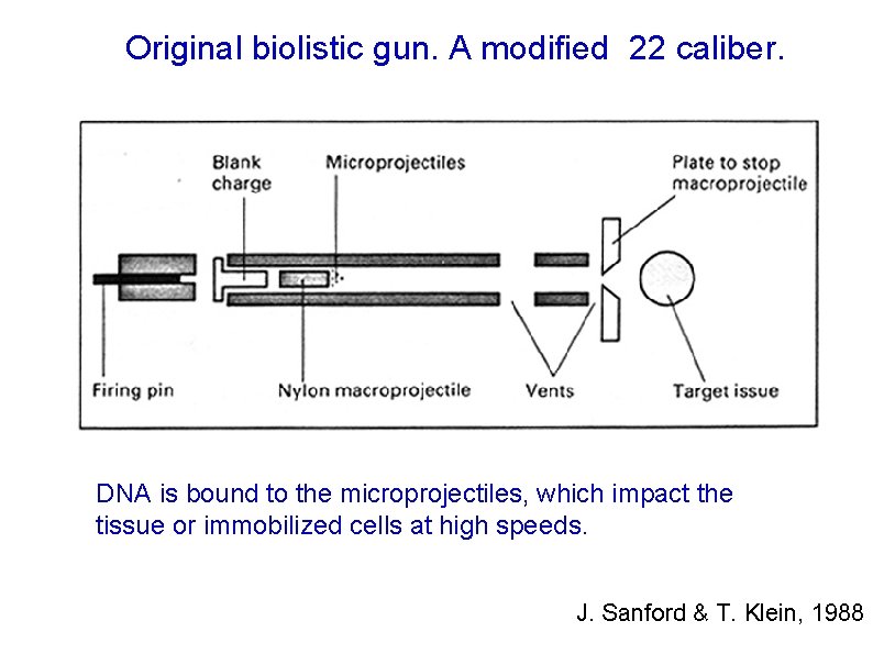 Original biolistic gun. A modified 22 caliber. DNA is bound to the microprojectiles, which