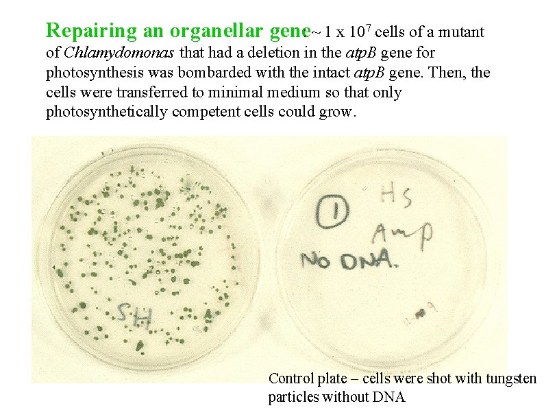 Repairing an organellar gene: ~ 1 x 107 cells of a mutant of Chlamydomonas