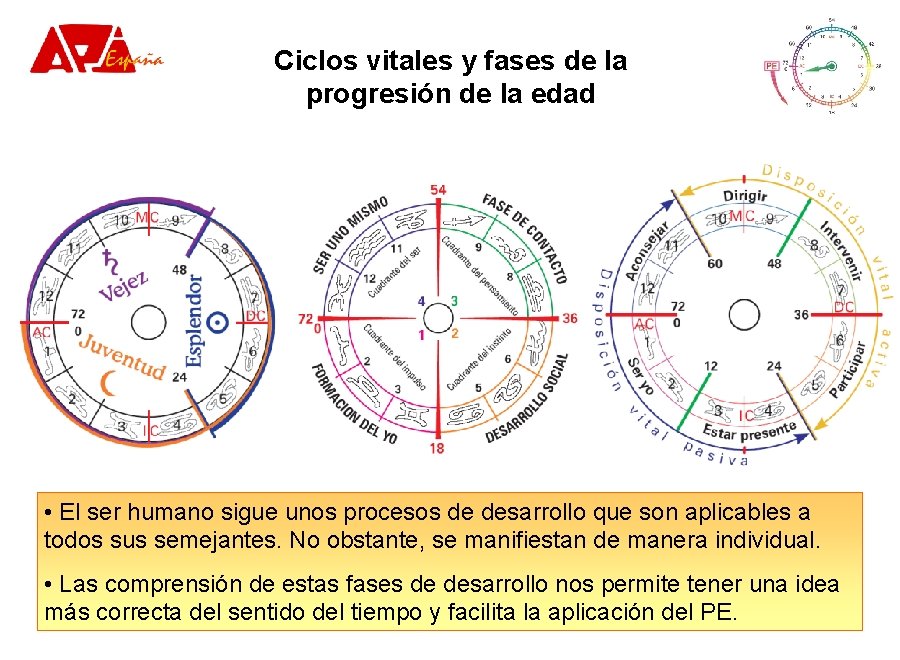 Ciclos vitales y fases de la progresión de la edad • El ser humano Ciclos vitales y fases de la progresión de la edad • El ser humano