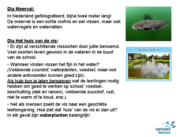 Dia Meerval: In Nederland gefotografeerd, bijna twee meter lang! De meerval is een echte