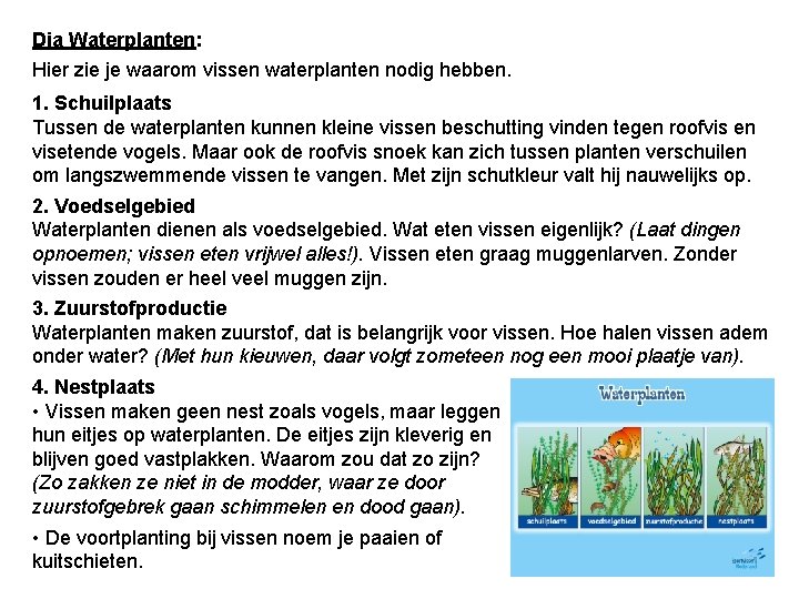 Dia Waterplanten: Hier zie je waarom vissen waterplanten nodig hebben. 1. Schuilplaats Tussen de