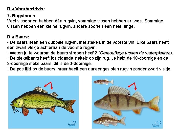 Dia Voorbeeldvis: 2. Rugvinnen Veel vissoorten hebben één rugvin, sommige vissen hebben er twee.