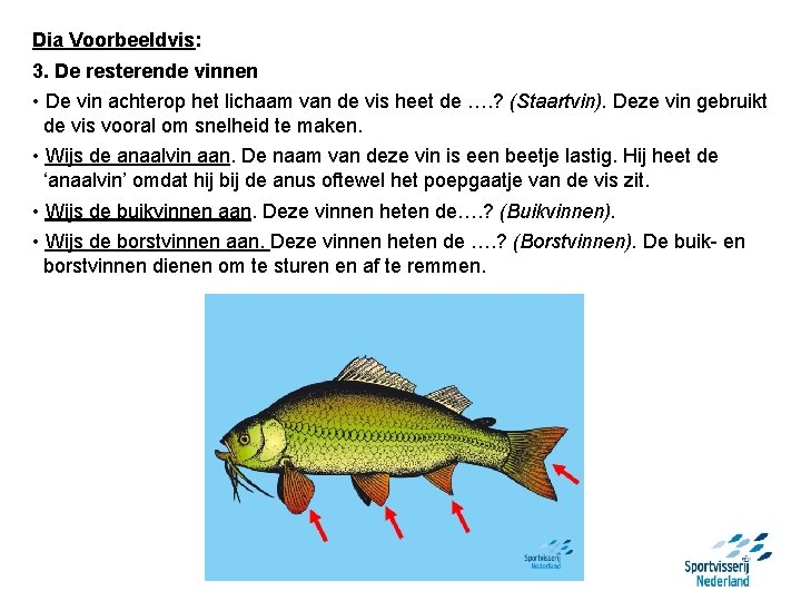 Dia Voorbeeldvis: 3. De resterende vinnen • De vin achterop het lichaam van de