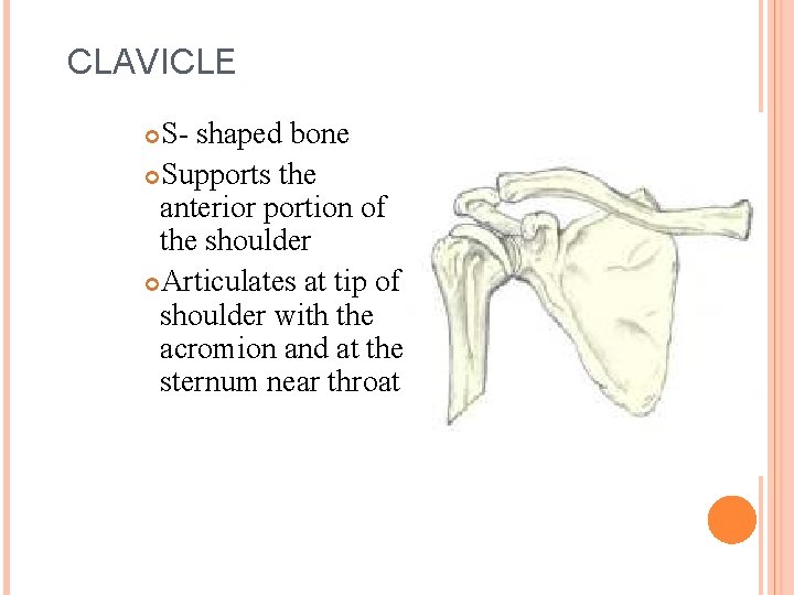 CLAVICLE S- shaped bone Supports the anterior portion of the shoulder Articulates at tip