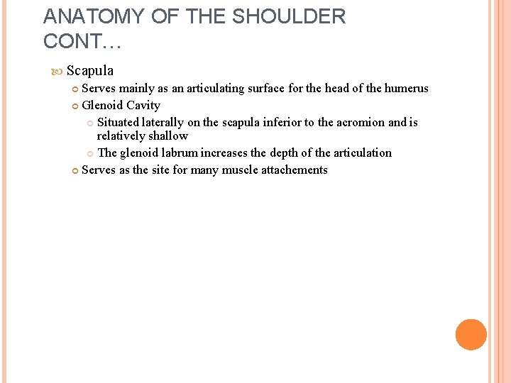 ANATOMY OF THE SHOULDER CONT… Scapula Serves mainly as an articulating surface for the