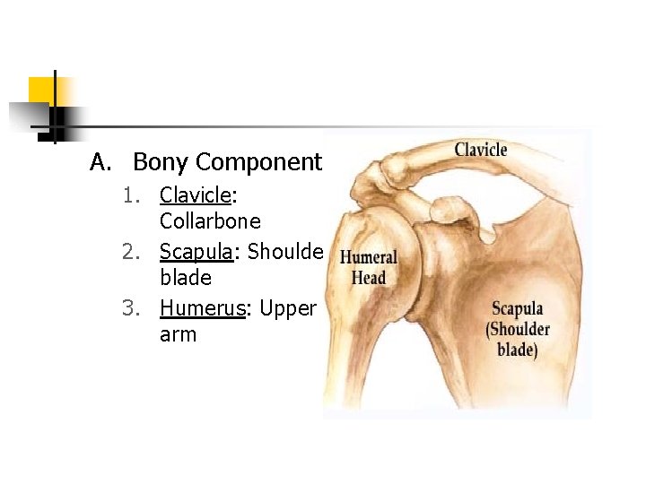 A. Bony Components 1. Clavicle: Collarbone 2. Scapula: Shoulder blade 3. Humerus: Upper arm