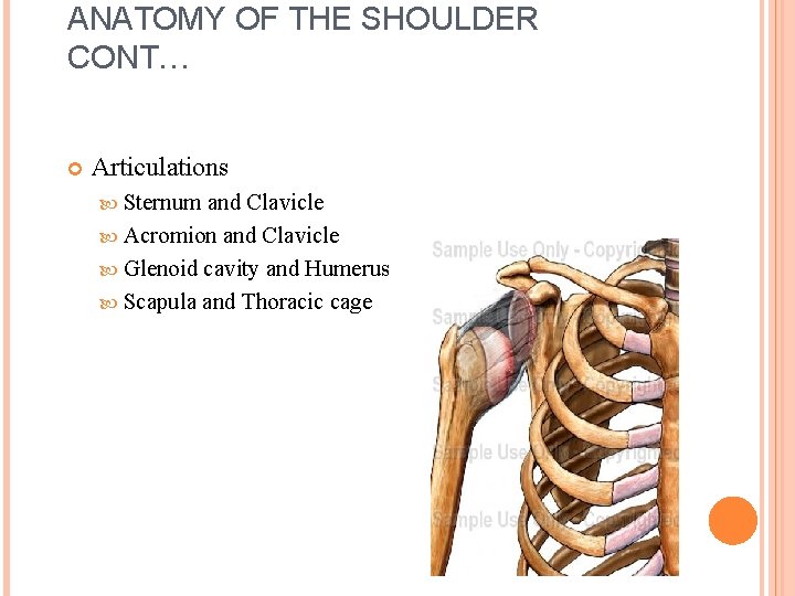 ANATOMY OF THE SHOULDER CONT… Articulations Sternum and Clavicle Acromion and Clavicle Glenoid cavity