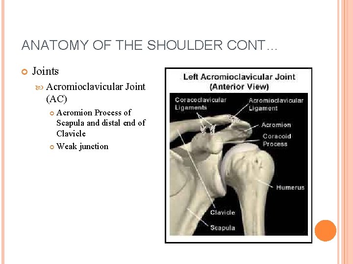 ANATOMY OF THE SHOULDER CONT… Joints Acromioclavicular Joint (AC) Acromion Process of Scapula and