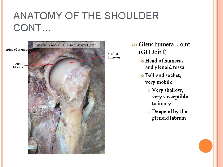 ANATOMY OF THE SHOULDER CONT… Glenohumeral Joint (GH Joint) Head of humerus and glenoid