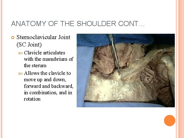 ANATOMY OF THE SHOULDER CONT… Sternoclavicular Joint (SC Joint) Clavicle articulates with the manubrium