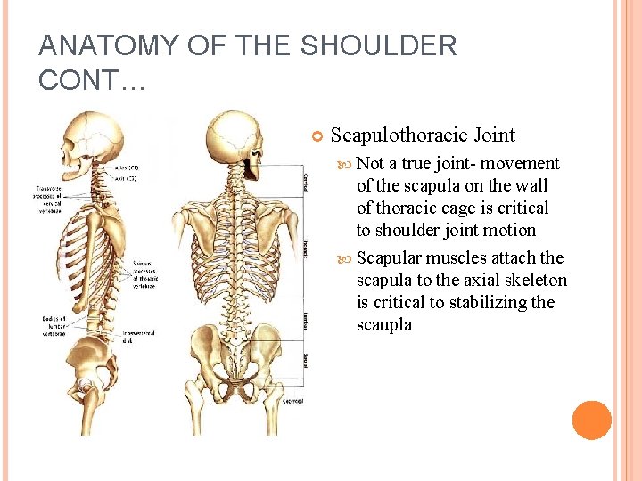 ANATOMY OF THE SHOULDER CONT… Scapulothoracic Joint Not a true joint- movement of the