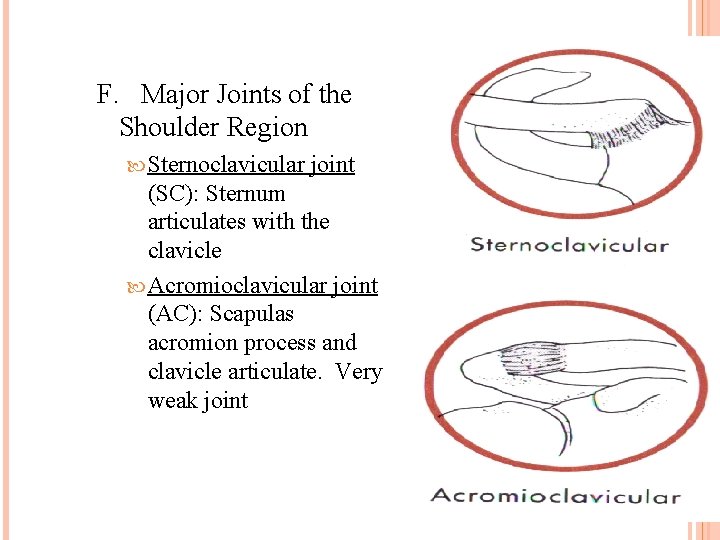 F. Major Joints of the Shoulder Region Sternoclavicular joint (SC): Sternum articulates with the