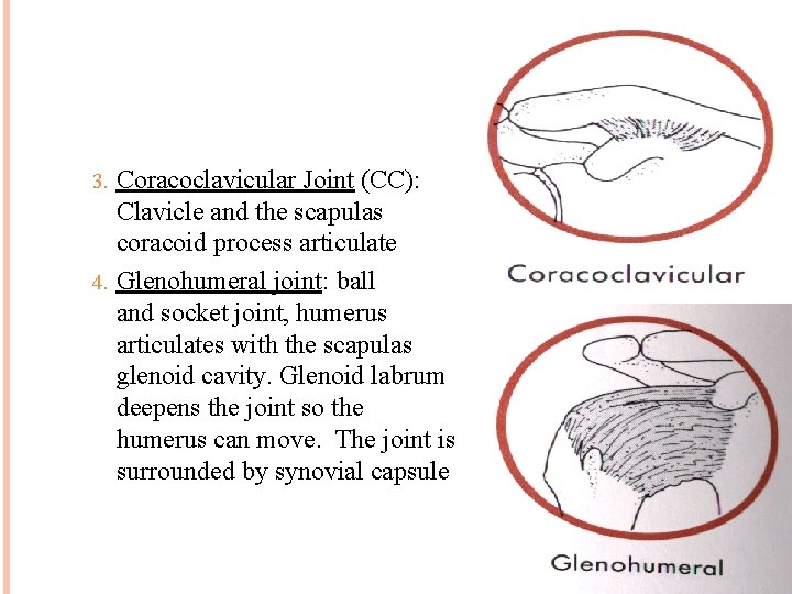 Coracoclavicular Joint (CC): Clavicle and the scapulas coracoid process articulate 4. Glenohumeral joint: ball