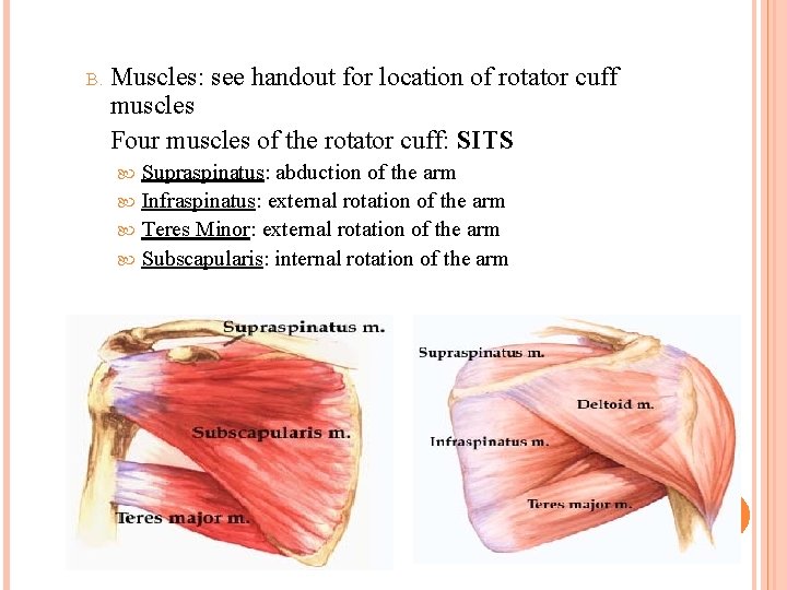 B. Muscles: see handout for location of rotator cuff muscles Four muscles of the