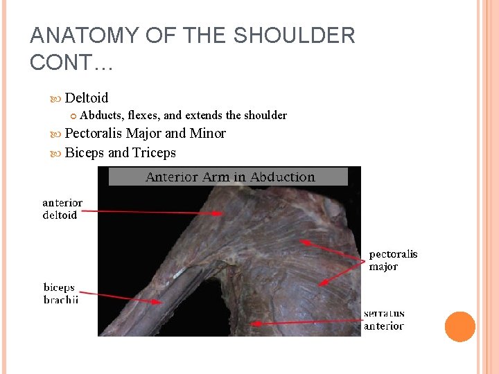 ANATOMY OF THE SHOULDER CONT… Deltoid Abducts, flexes, and extends the shoulder Pectoralis Major