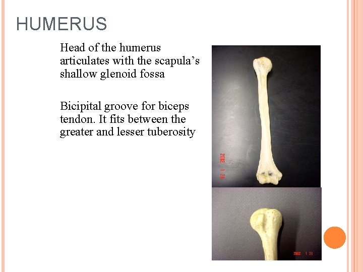 HUMERUS Head of the humerus articulates with the scapula’s shallow glenoid fossa Bicipital groove