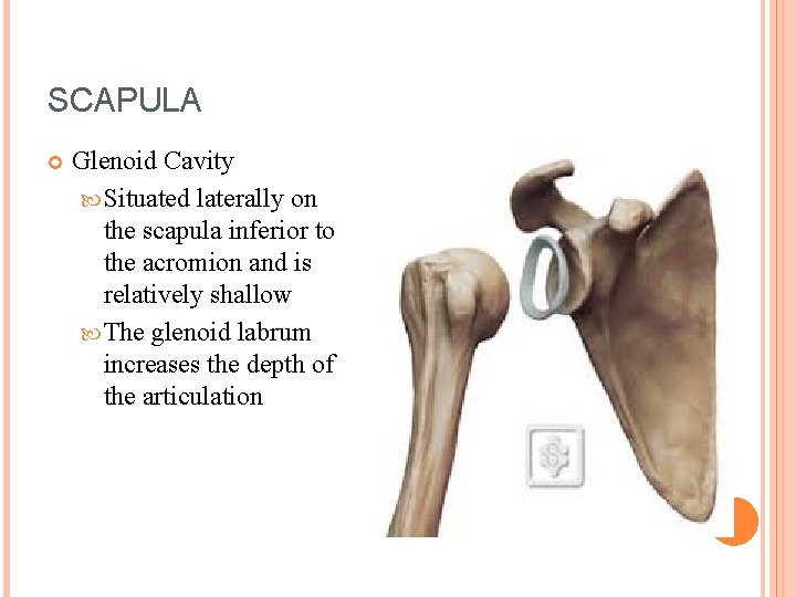 SCAPULA Glenoid Cavity Situated laterally on the scapula inferior to the acromion and is