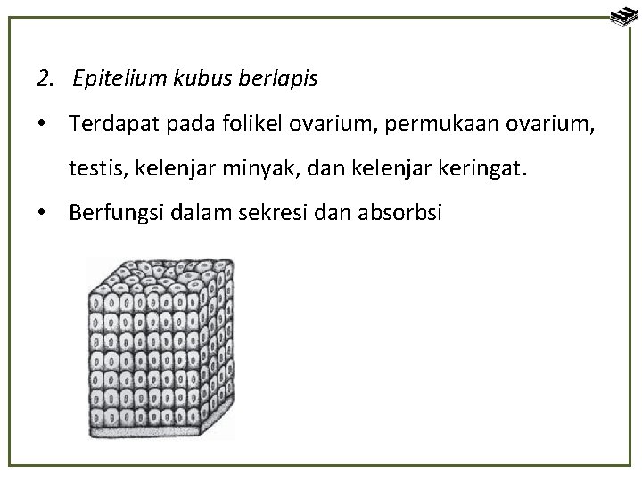 2. Epitelium kubus berlapis • Terdapat pada folikel ovarium, permukaan ovarium, testis, kelenjar minyak,