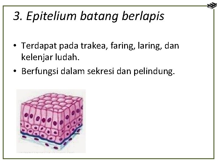 3. Epitelium batang berlapis • Terdapat pada trakea, faring, laring, dan kelenjar ludah. •
