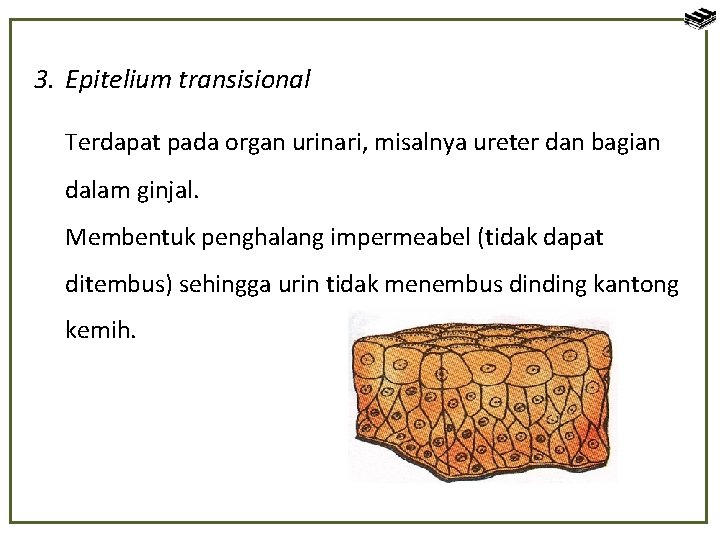 3. Epitelium transisional Terdapat pada organ urinari, misalnya ureter dan bagian dalam ginjal. Membentuk