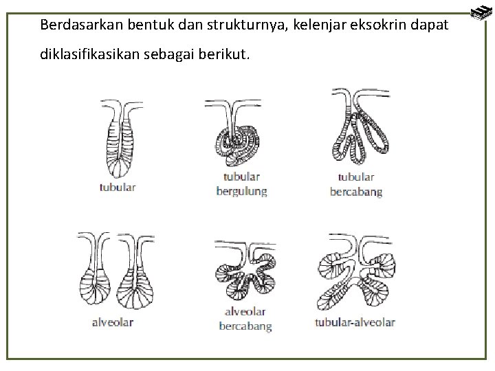 Berdasarkan bentuk dan strukturnya, kelenjar eksokrin dapat diklasifikasikan sebagai berikut. 