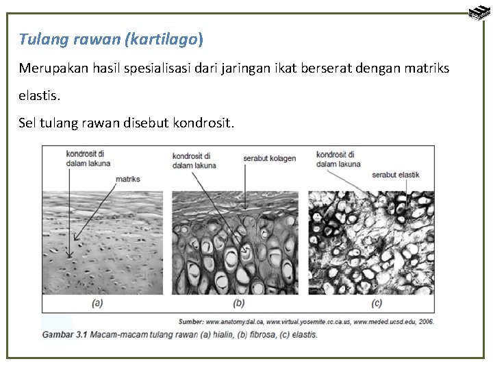 Tulang rawan (kartilago) Merupakan hasil spesialisasi dari jaringan ikat berserat dengan matriks elastis. Sel