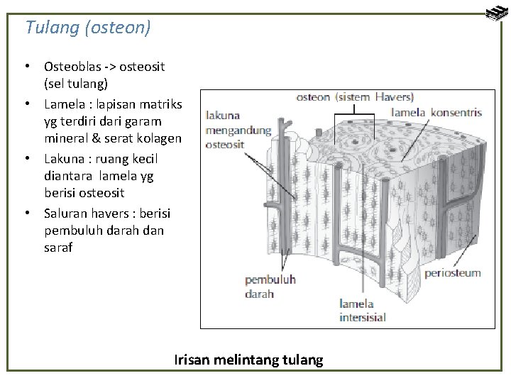 Tulang (osteon) • Osteoblas -> osteosit (sel tulang) • Lamela : lapisan matriks yg