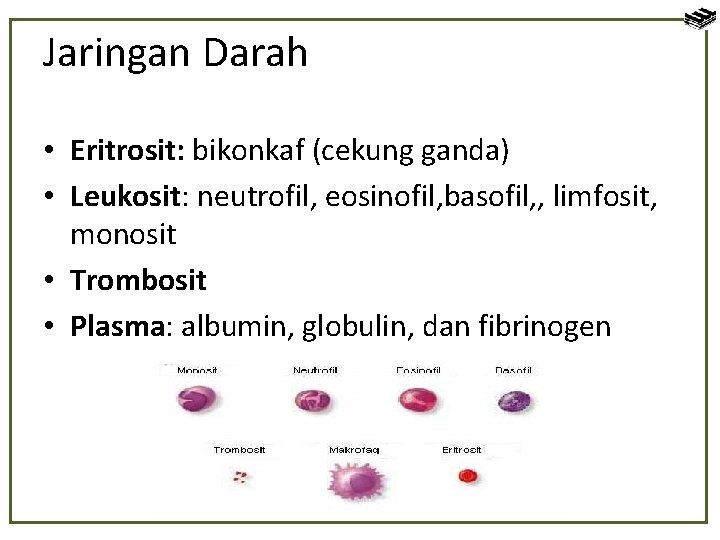 Jaringan Darah • Eritrosit: bikonkaf (cekung ganda) • Leukosit: neutrofil, eosinofil, basofil, , limfosit,