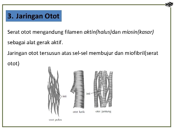 3. Jaringan Otot Serat otot mengandung filamen aktin(halus)dan miosin(kasar) sebagai alat gerak aktif. Jaringan
