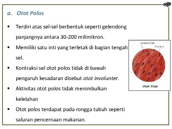 a. Otot Polos § Terdiri atas sel-sel berbentuk seperti gelendong panjangnya antara 30 -200