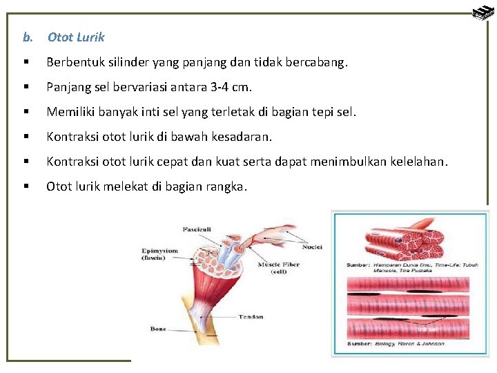 b. Otot Lurik § Berbentuk silinder yang panjang dan tidak bercabang. § Panjang sel