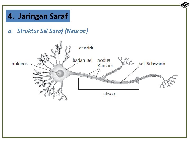 4. Jaringan Saraf a. Struktur Sel Saraf (Neuron) 