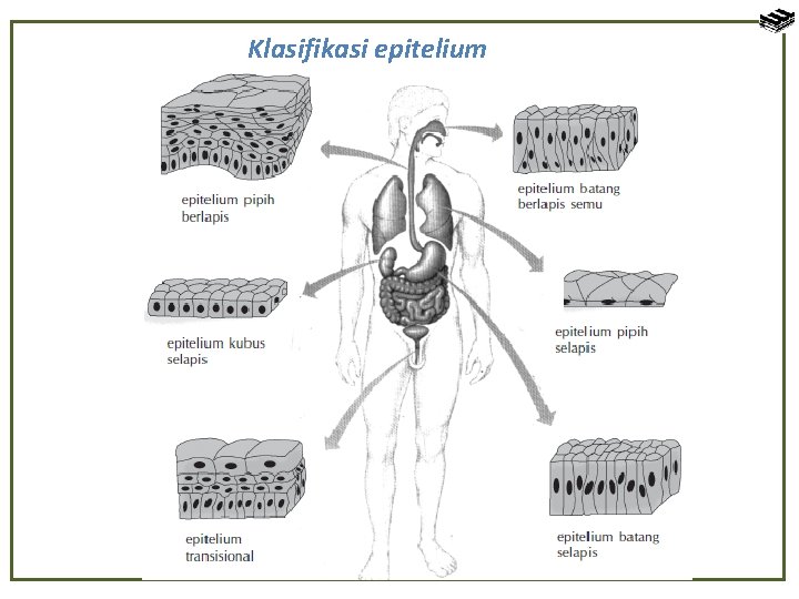 Klasifikasi epitelium 