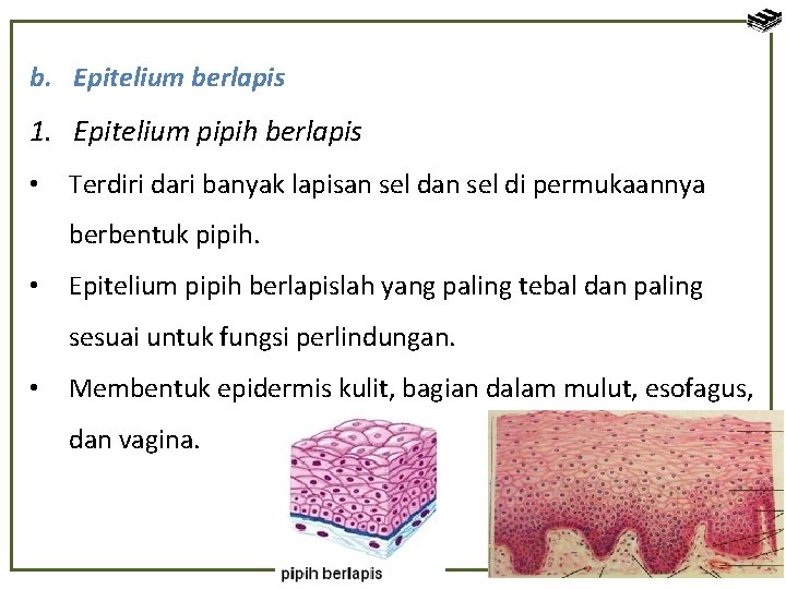 b. Epitelium berlapis 1. Epitelium pipih berlapis • Terdiri dari banyak lapisan sel di