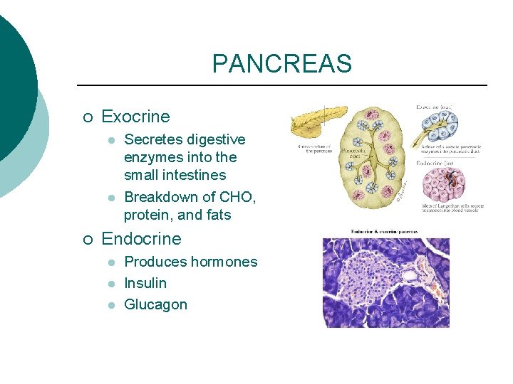 PANCREAS ¡ Exocrine l l ¡ Secretes digestive enzymes into the small intestines Breakdown