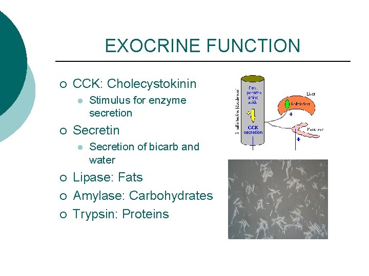 EXOCRINE FUNCTION ¡ CCK: Cholecystokinin l ¡ Secretin l ¡ ¡ ¡ Stimulus for