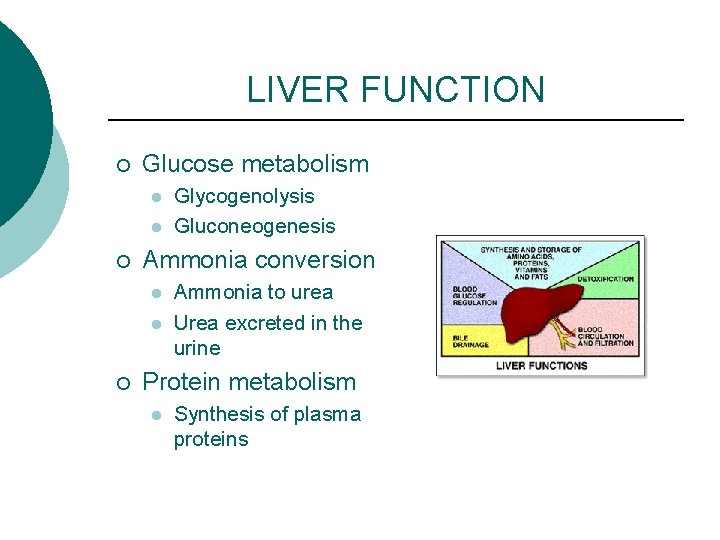LIVER FUNCTION ¡ Glucose metabolism l l ¡ Ammonia conversion l l ¡ Glycogenolysis