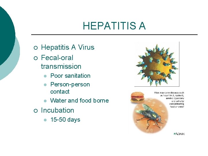 HEPATITIS A ¡ ¡ Hepatitis A Virus Fecal-oral transmission l l l ¡ Poor