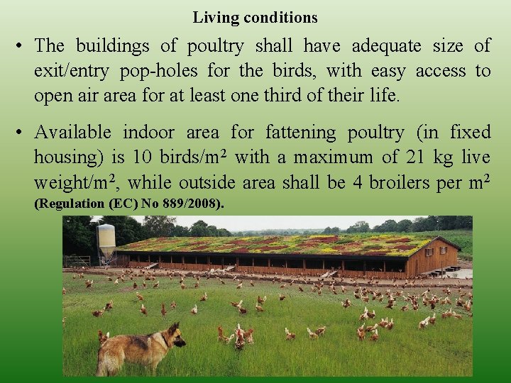 Living conditions • The buildings of poultry shall have adequate size of exit/entry pop-holes