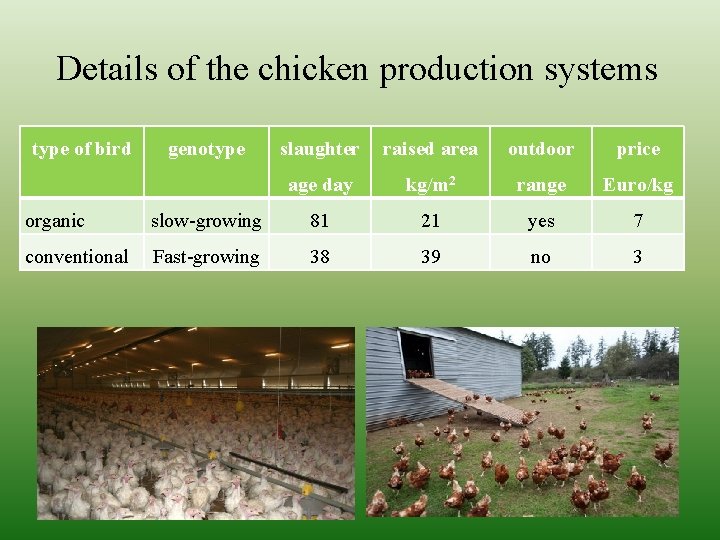 Details of the chicken production systems type of bird genotype slaughter raised area outdoor