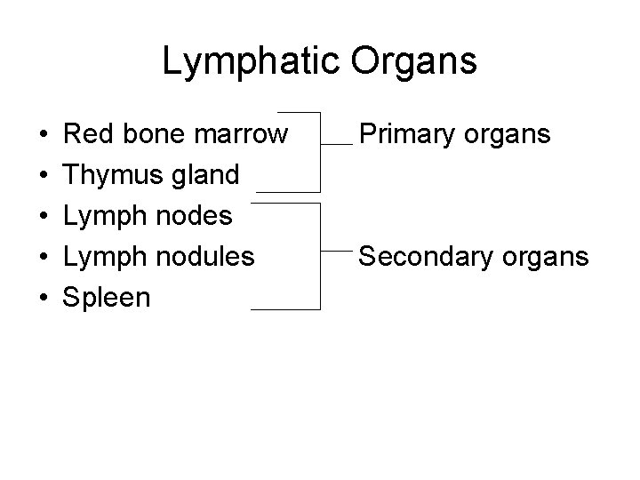 Lymphatic Organs • • • Red bone marrow Thymus gland Lymph nodes Lymph nodules